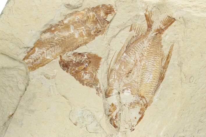 Cretaceous Fossil Fish (Ctenothrissa) - Hjoula, Lebanon #173142